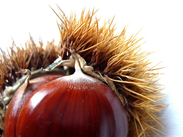 Обои картинки фото еда, орехи, каштаны