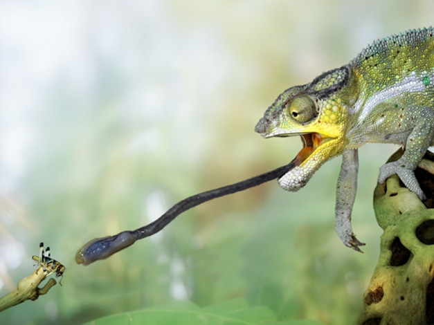 Обои картинки фото животные, хамелеоны