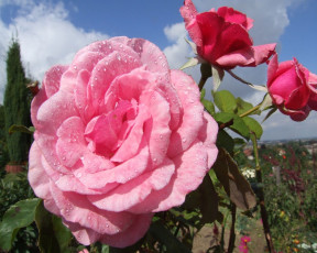 Картинка цветы розы