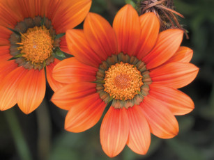 Картинка цветы газания