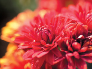 Картинка цветы хризантемы