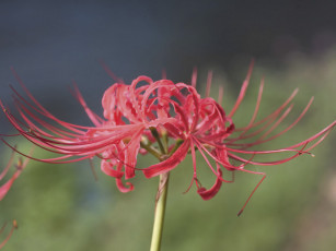 Картинка цветы лилии лилейники