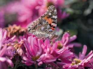 Картинка животные бабочки