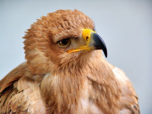 Картинка животные птицы хищники