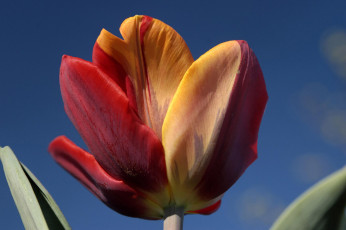 Картинка цветы тюльпаны