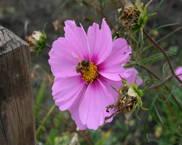 Обои картинки фото цветы, космея