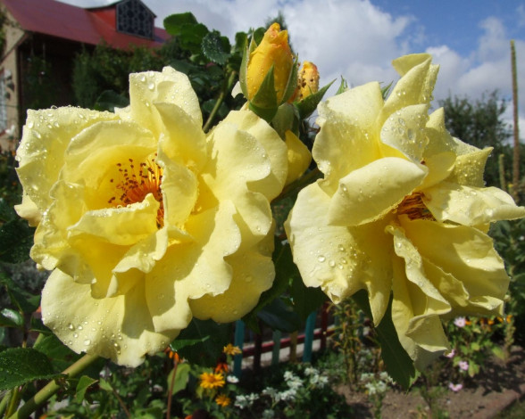 Обои картинки фото цветы, розы