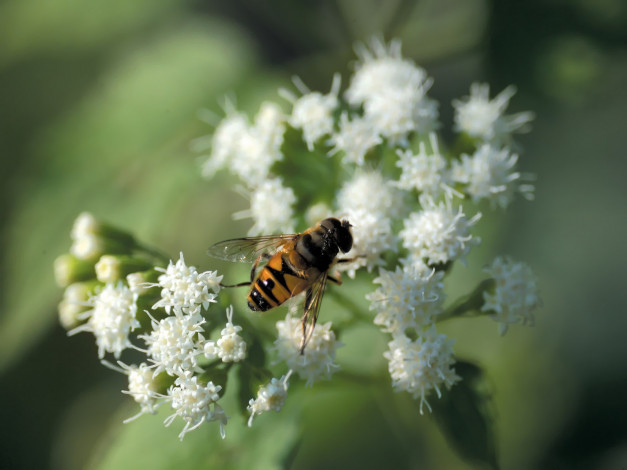 Обои картинки фото цветы