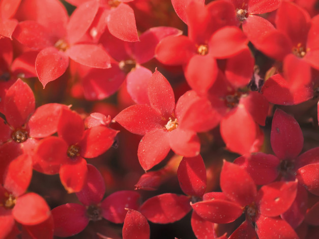 Обои картинки фото цветы, каланхоэ