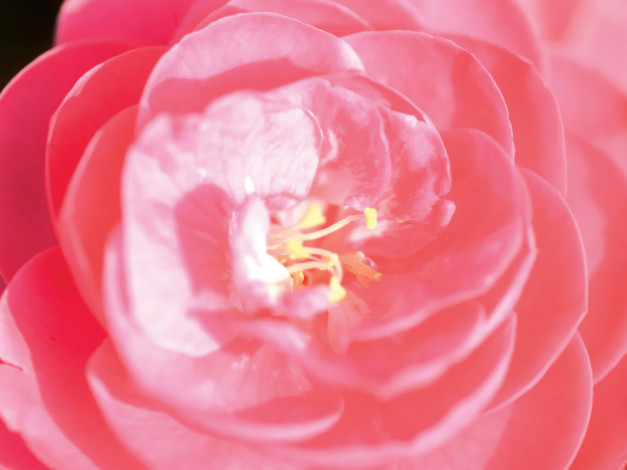 Обои картинки фото цветы, камелии