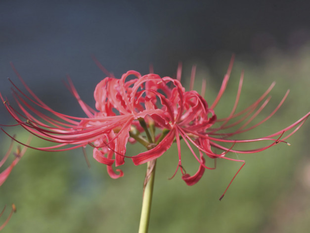 Обои картинки фото цветы, лилии, лилейники