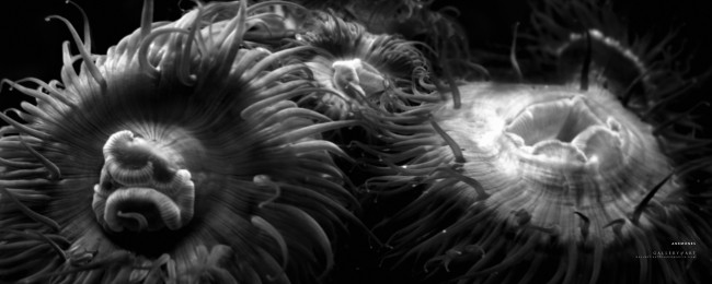 Обои картинки фото цветы, пассифлора