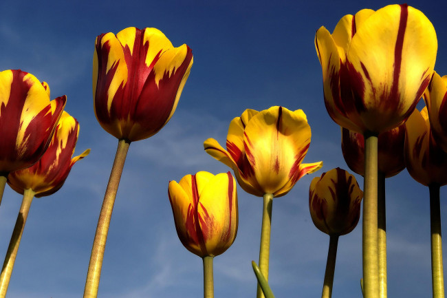 Обои картинки фото цветы, тюльпаны