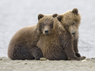 Картинка животные медведи