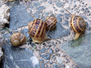 Картинка животные улитки