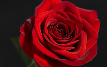 Картинка цветы розы