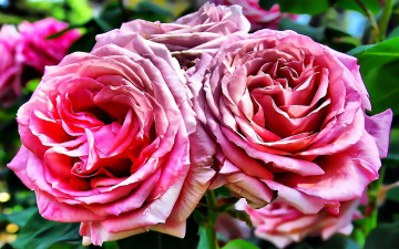 Картинка цветы розы