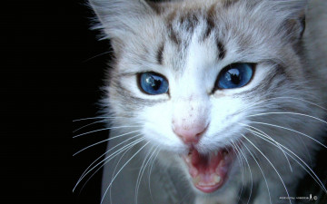 Картинка животные коты