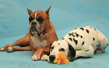 Картинка животные собаки