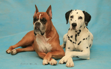 Картинка животные собаки