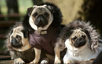 Картинка животные собаки