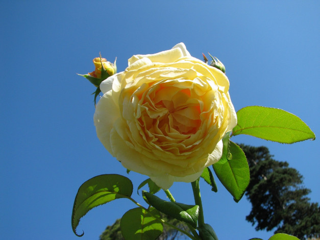 Обои картинки фото цветы, розы