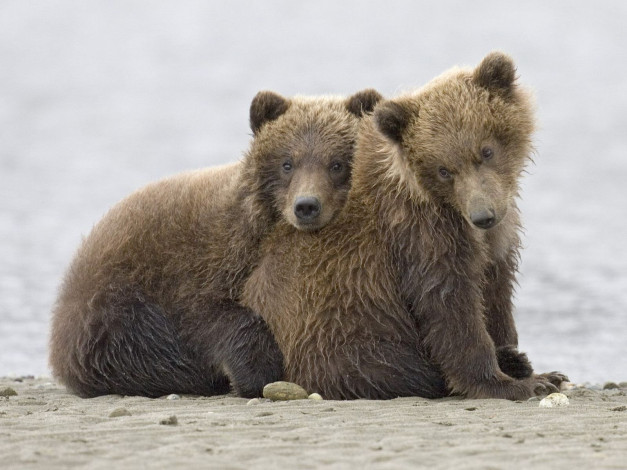 Обои картинки фото животные, медведи