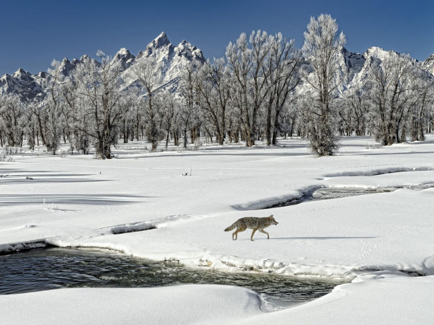 Обои картинки фото животные, волки