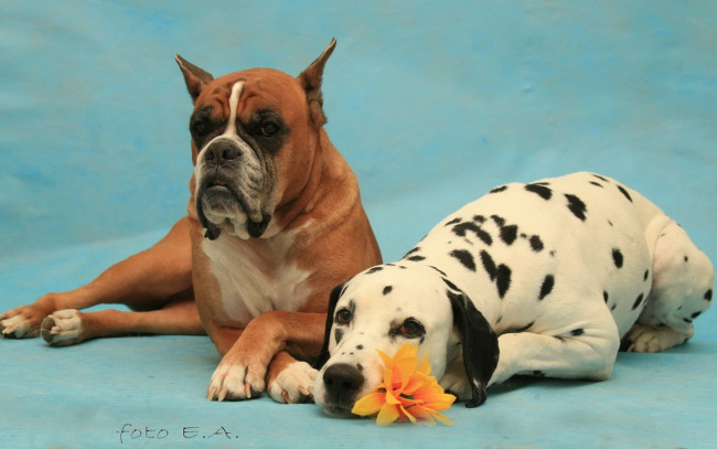 Обои картинки фото животные, собаки