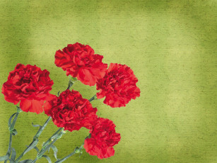 Картинка цветы гвоздики красный