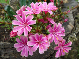 Картинка цветы левизия розовый