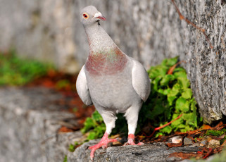 Картинка животные голуби любопытство крылья