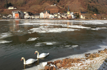 Картинка животные лебеди озеро зима лед полынья