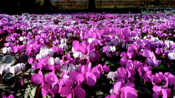 Картинка цикламен цветы цикламены много розовый