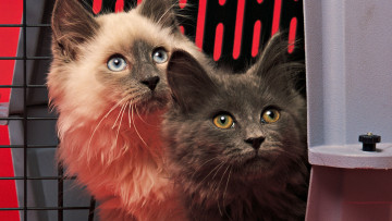 Картинка животные коты кошка кот