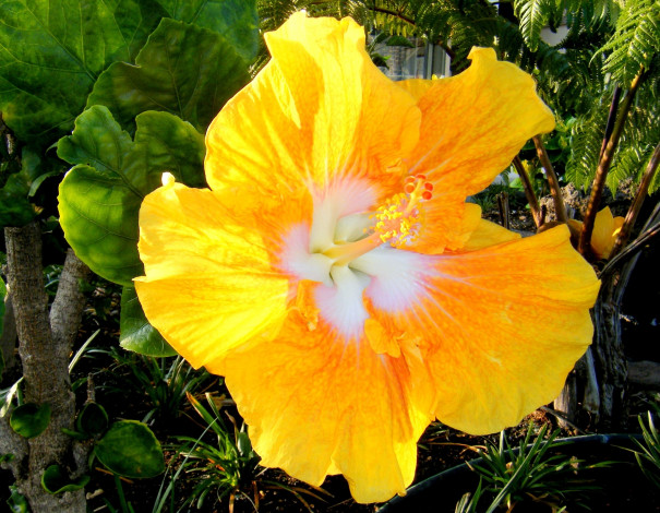 Обои картинки фото цветы, гибискусы, желтый, яркий