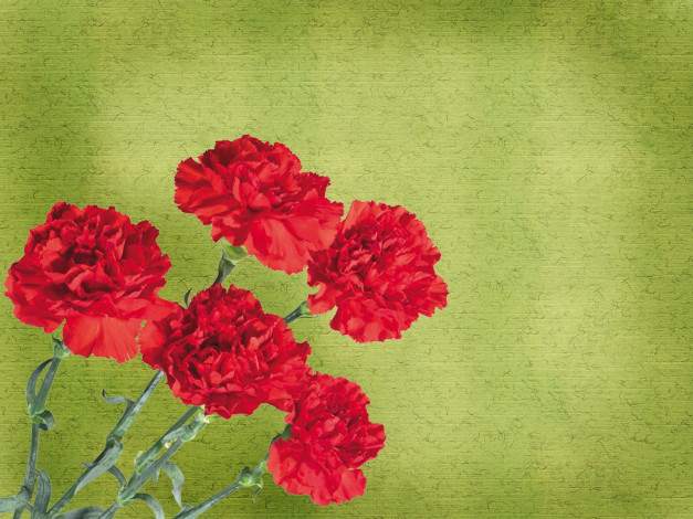 Обои картинки фото цветы, гвоздики, красный