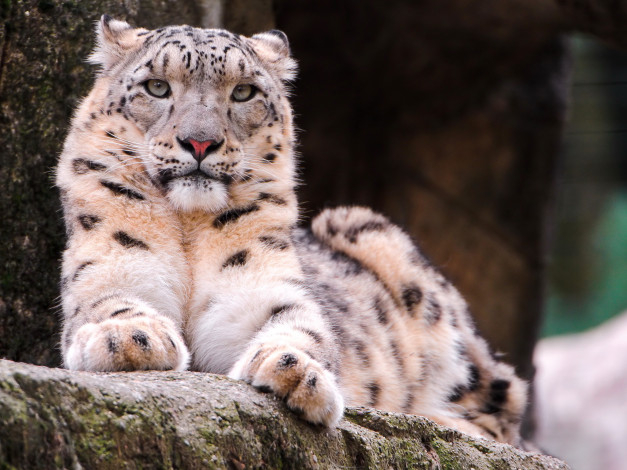 Обои картинки фото животные, снежный, барс, ирбис