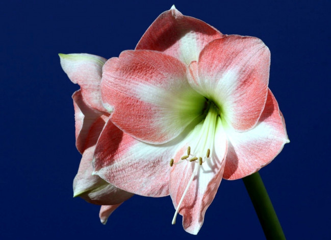 Обои картинки фото цветы, амариллисы, гиппеаструмы, лепестки, розовый