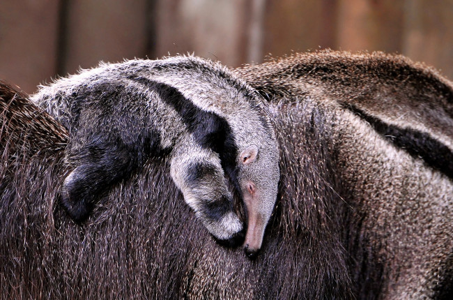 Обои картинки фото животные, муравьеды, малыш, спина, шерсть