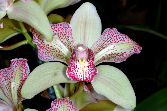 Обои картинки фото цветы, орхидеи, пятнистый, розовый, экзотика