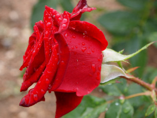 Картинка цветы розы роза