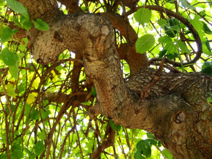 Картинка дерево природа деревья