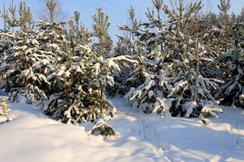 Картинка природа зима снег лес