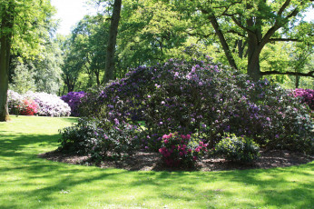 Картинка rhododendronpark bremen германия природа парк кусты