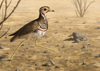 Картинка рисованные животные +птицы птица