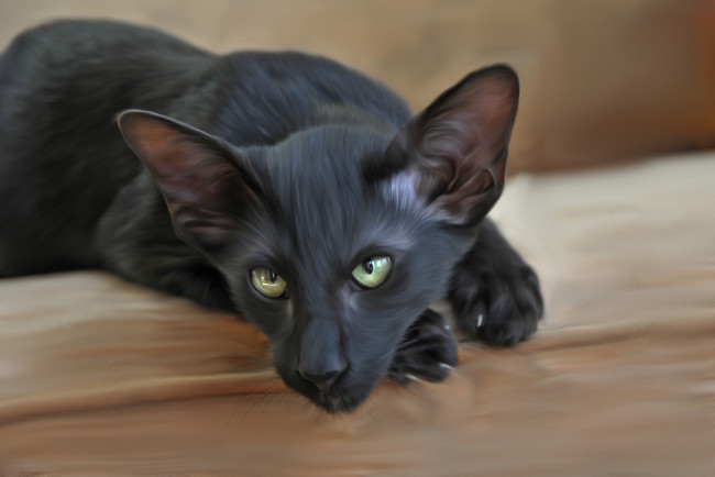 Обои картинки фото рисованные, животные,  коты, отдых, взгляд, кошка