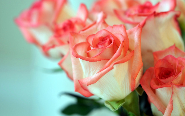 Обои картинки фото цветы, розы, нежный