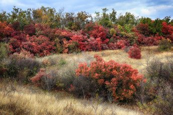 Картинка природа лес простор