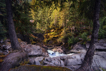 Картинка природа лес простор